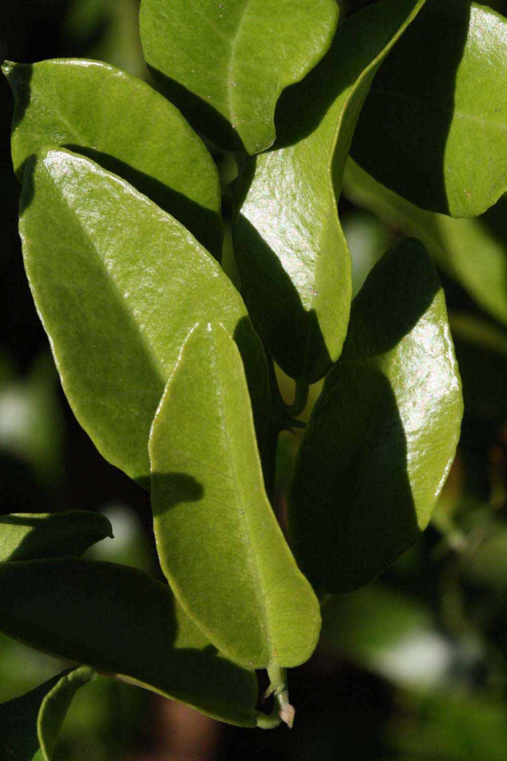              Sun leaves (Riverside, CA)       